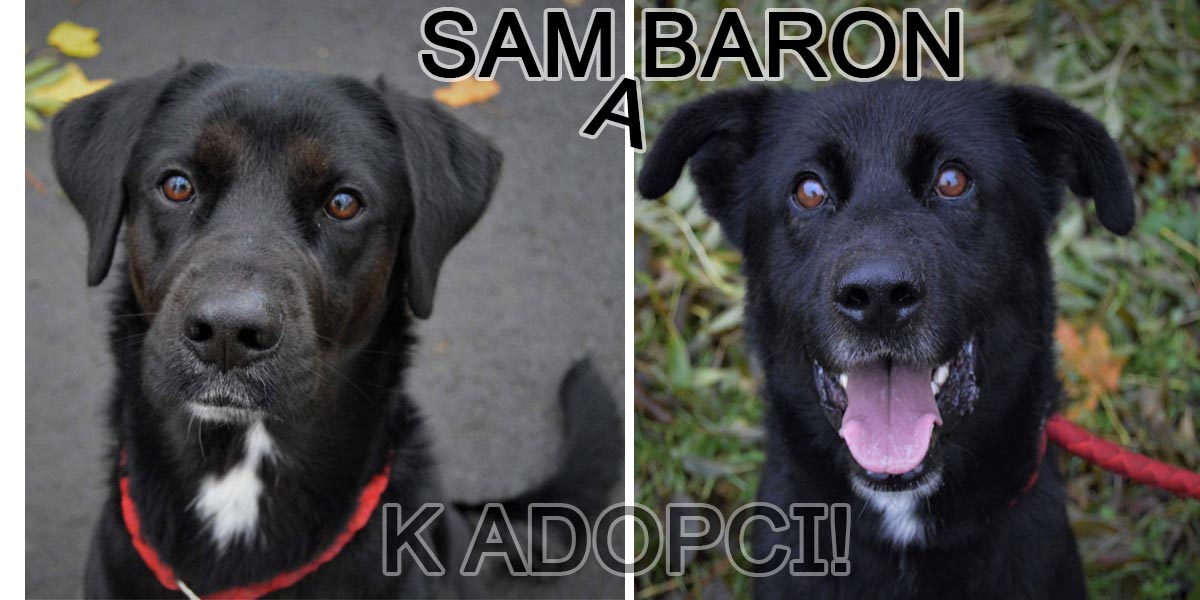 Bráchové Sam a Baron byli odebráni pro týrání, nyní hledají normální domov