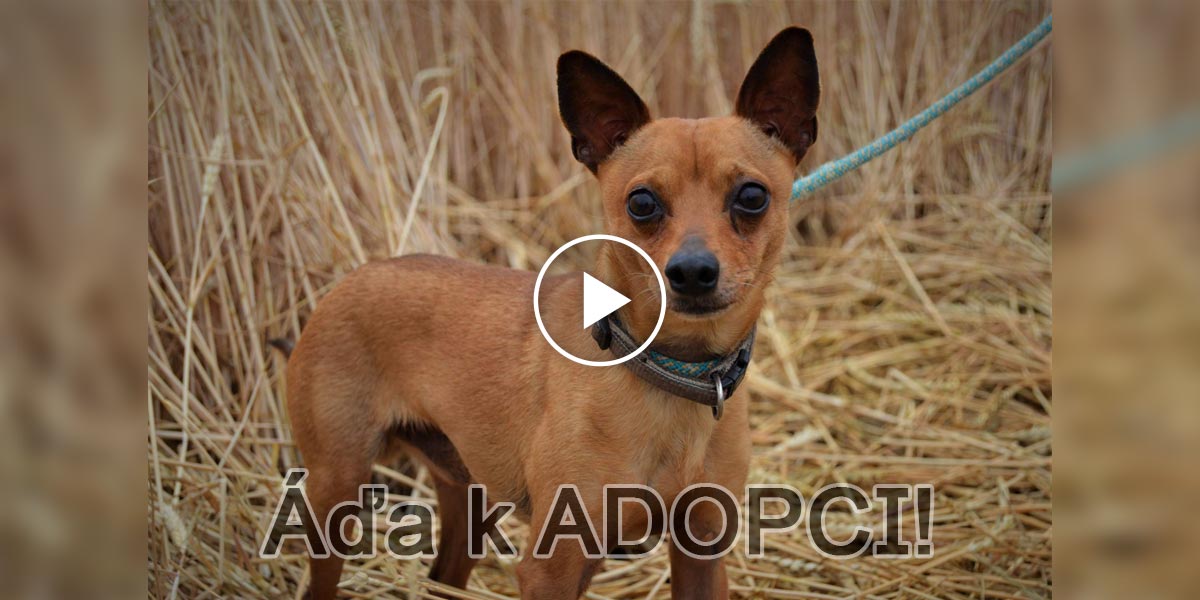 Ádík je malý šikula, nyní k adopci!