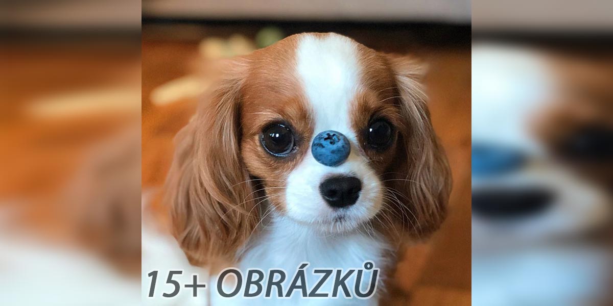 Nejmenší pes na světě? Tenhle drobeček už více nevyroste