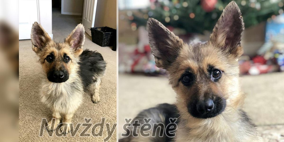 Tenhle dvouletý německý ovčák bude navždy štěně, může za to dwarfismus