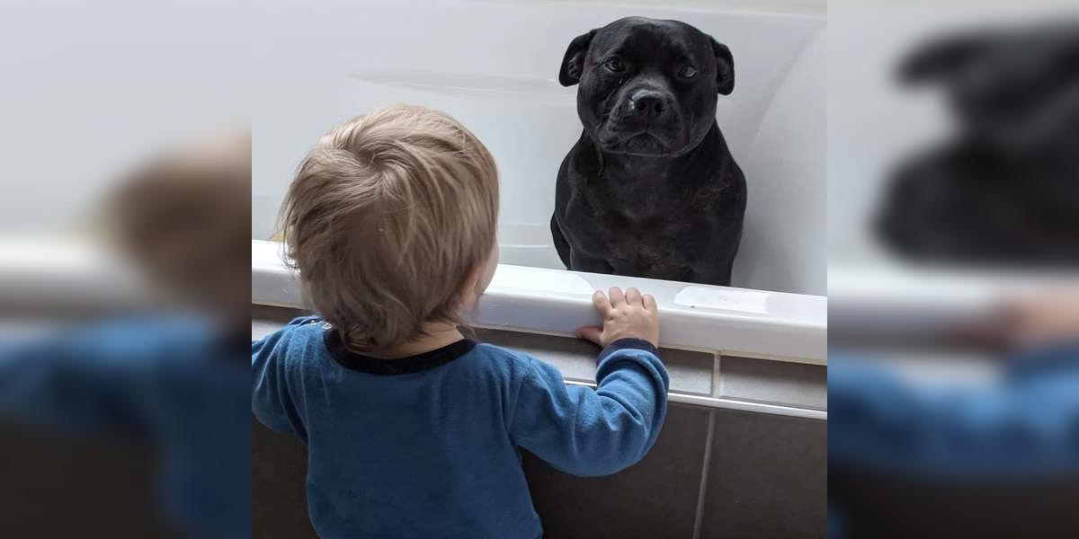 Pes se vplíží každou noc k sousedům, aby se mohl vykoupat společně s tímto chlapečkem