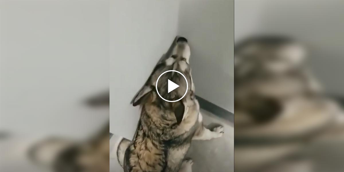 Husky se absolutně naštval, když zjistil, že má vyjít schody...