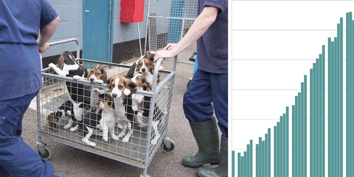 Český útulek poskytoval psy na nelegální laboratorní testy, další agentura testy navíc falšovala