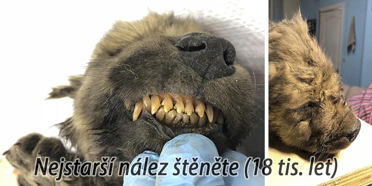 Vědci objevili zmrzlého vlka starého 18 tisíc let. Nález nemohou vysvětlit, protože vlče vypadá spíše jako dnešní štěně