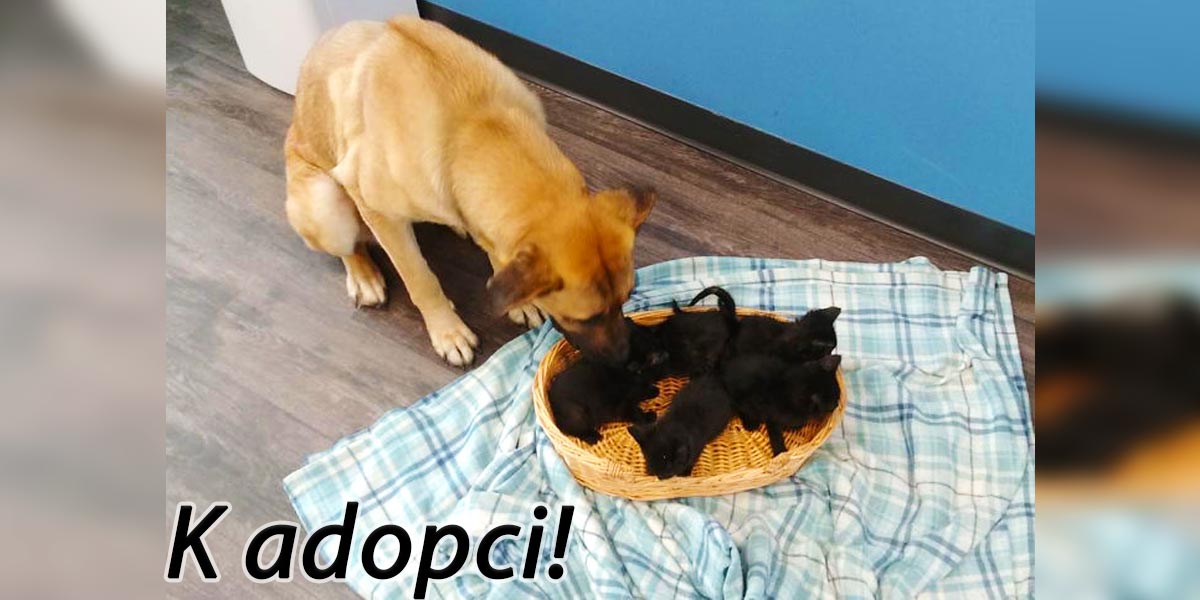 Našli opuštěnou fenku u silnice, která svým tělem zahřívala 5 malinkatých koťat