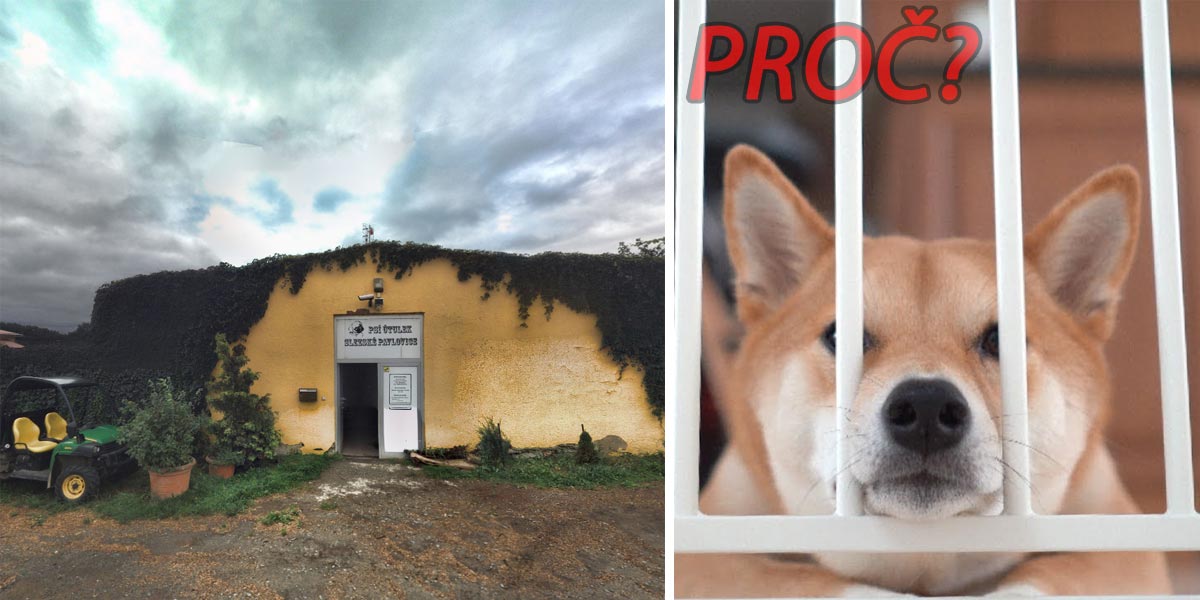 Když se z majitele útulku stane množitel...