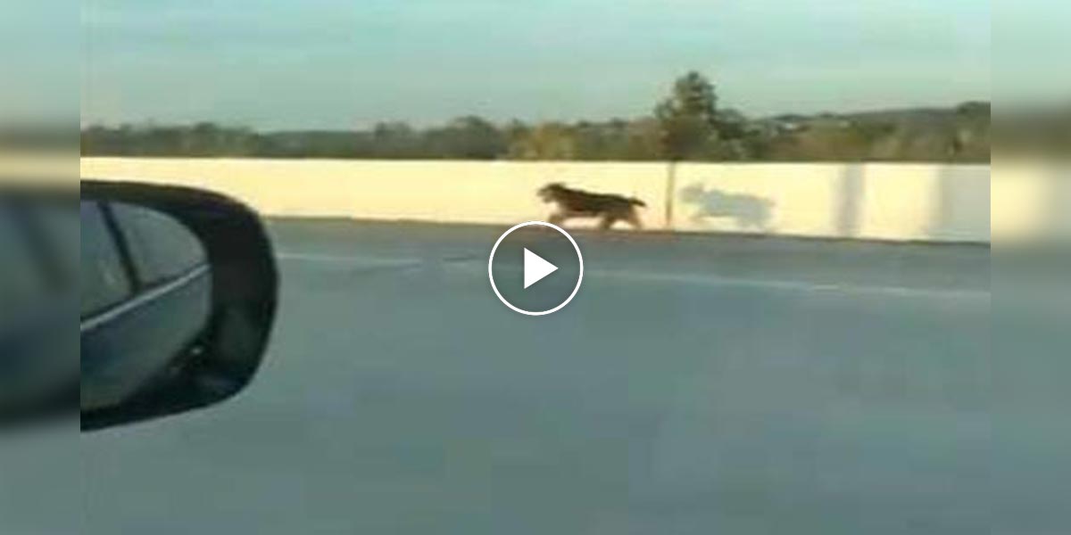 Lidé společnými silami zachránili psa na dálnici