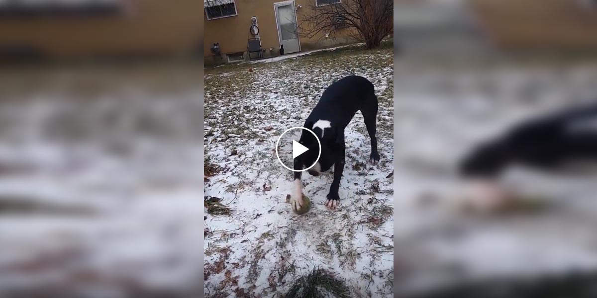 Pes nechápe, proč se jeho míček nehýbe aneb První zima se psem