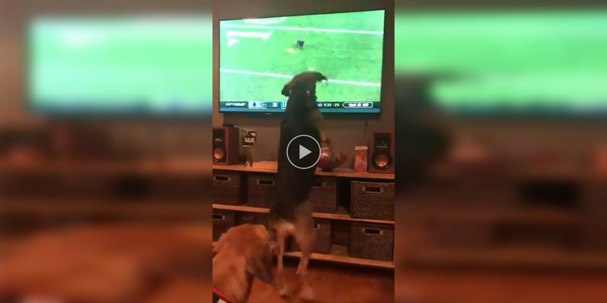 Psy televize nikdy nezajímala, ale pak se na obrazovce objevila kočka...