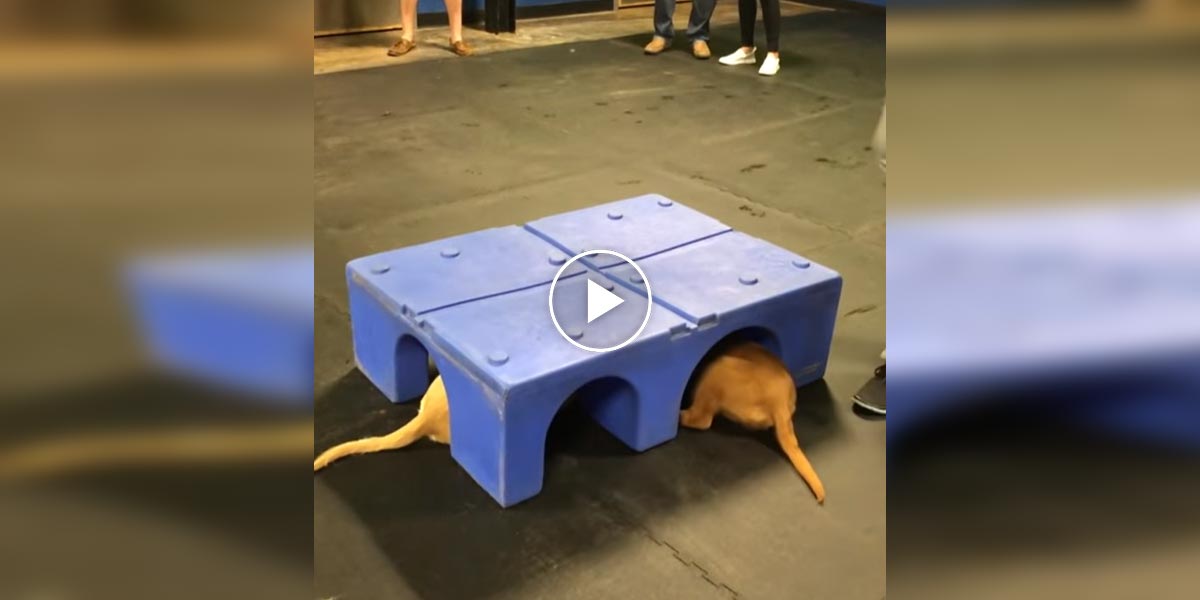 Štěňata zlatého retrívra se vzájemně drželi za tlapky místo toho, aby si hráli jako ostatní psi