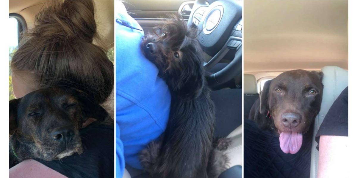 Žena šla adoptovat jednoho psa, domů přivezla nové 3 členy rodiny...