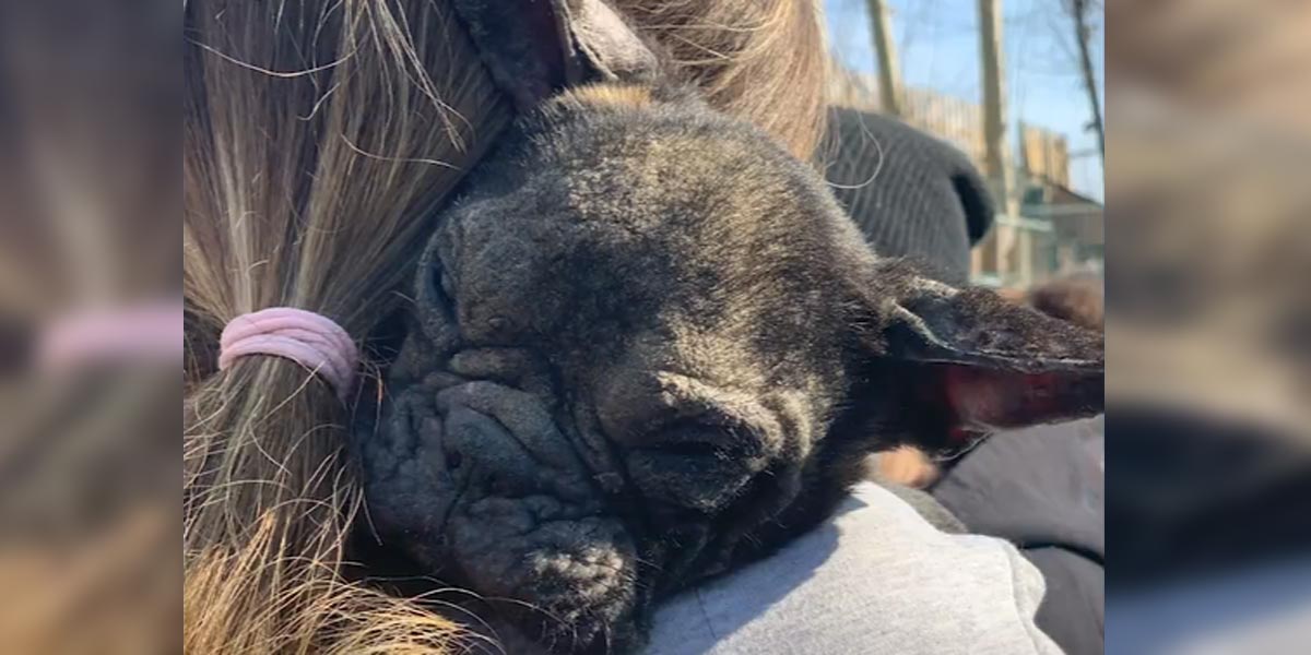 Příběh francouzského buldočka, kterému nikdo nedával šanci