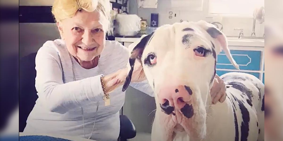 92 letá babička a německá doga jsou nejlepší přátelé