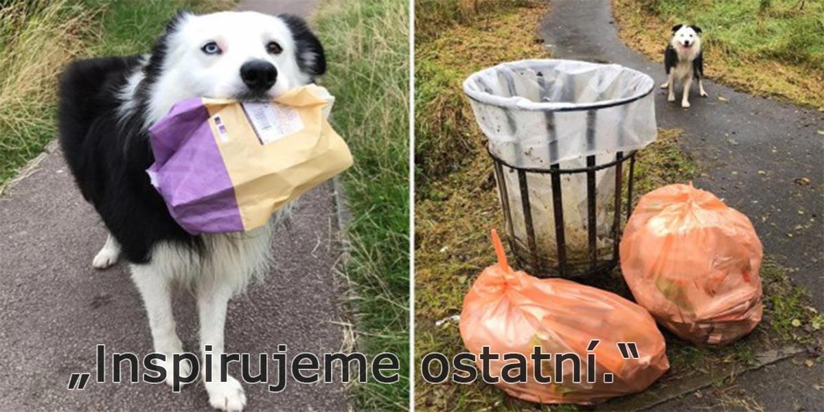 Border kolie uklízí odpadky při každé vycházce, inspiruje ostatní lidi