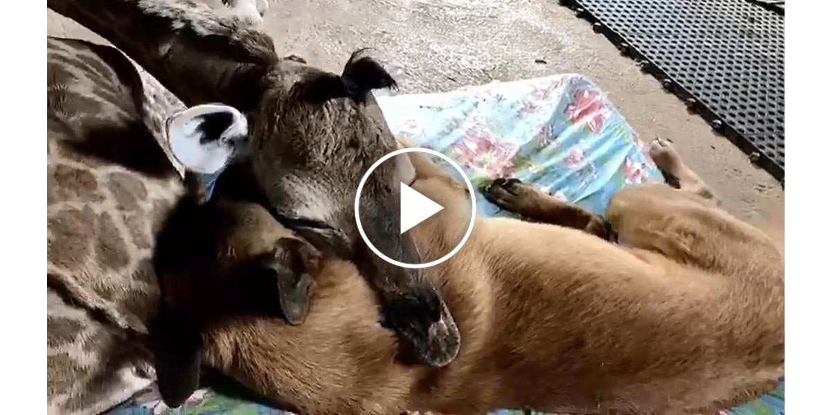 Úžasné video: žirafa jako nejlepší přítel psa