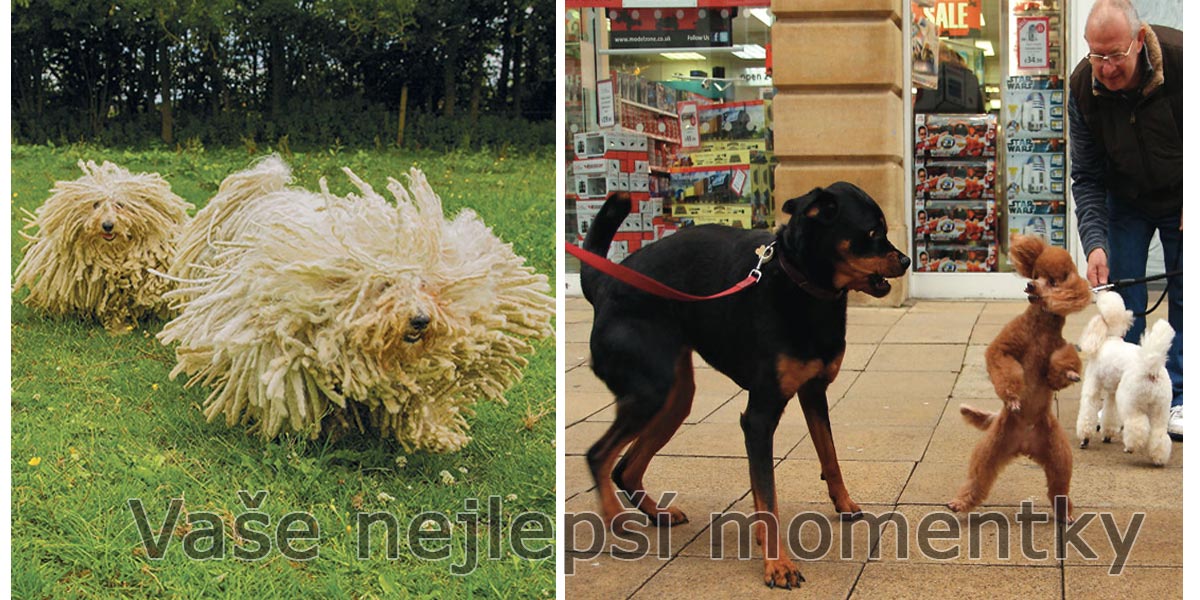 Vaše amatérské fotografie, které jsou mnohdy lepší než od profesionála