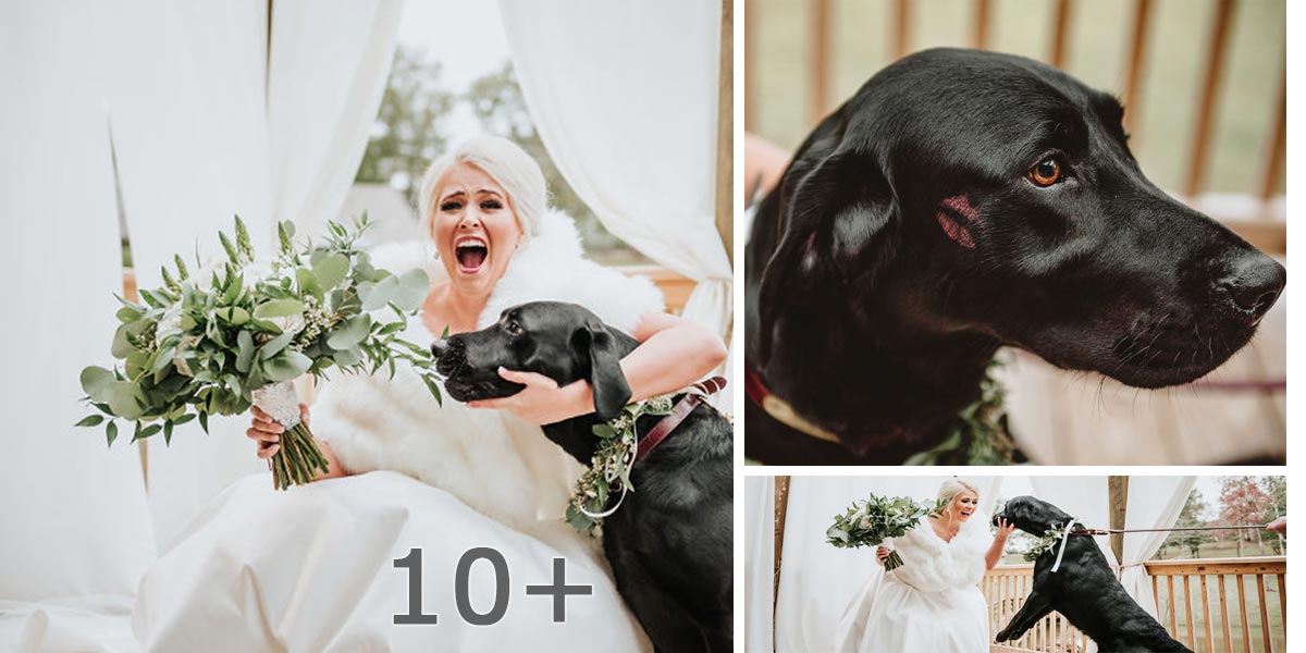 Rozhodnutí nevěsty vzít si s sebou na svatební fotografie psa z ní udělalo celebritu