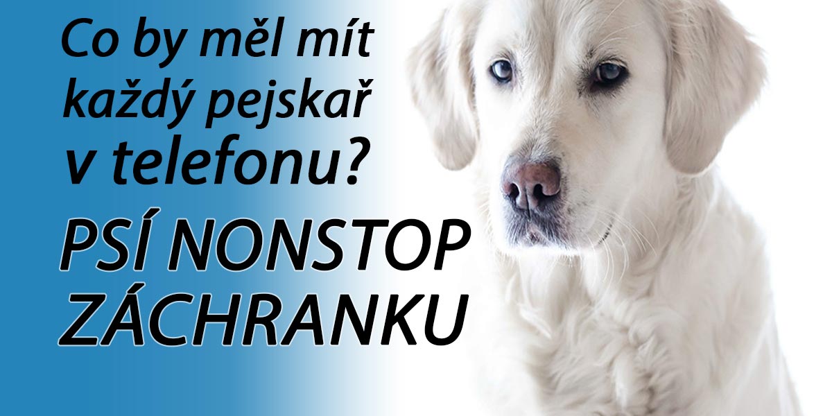 Co dělat, když se pes vážně zraní? Volejte psí záchranku: Seznam psích pohotovostí