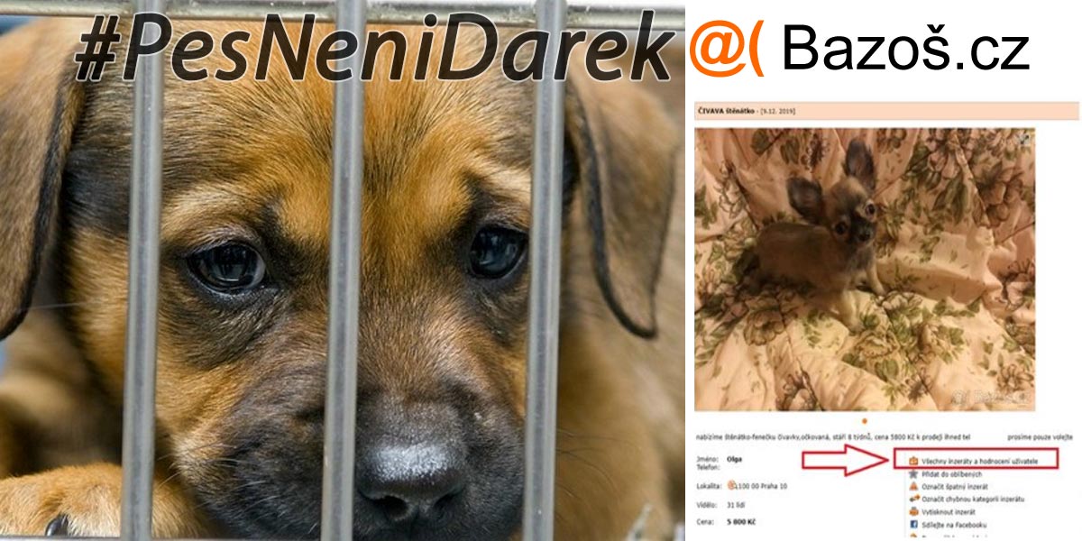 Koupit psa na Bazoši rychle a levně? Aneb jak si přidělat starosti a podpořit psí mafii