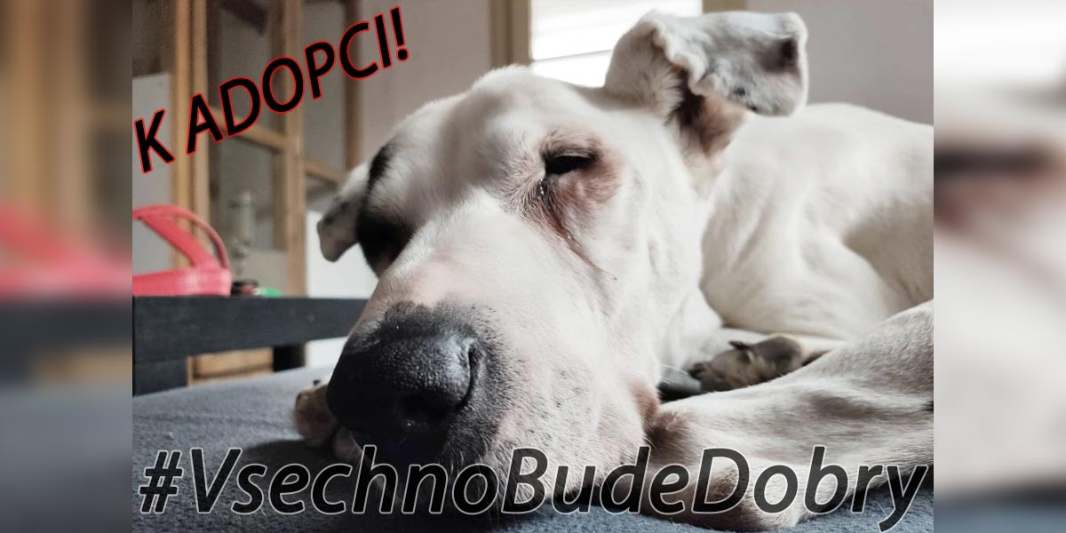 Předvánočním „hitem Facebooku“ se stala týraná fenka Tori, její příběh má šťastné pokračování