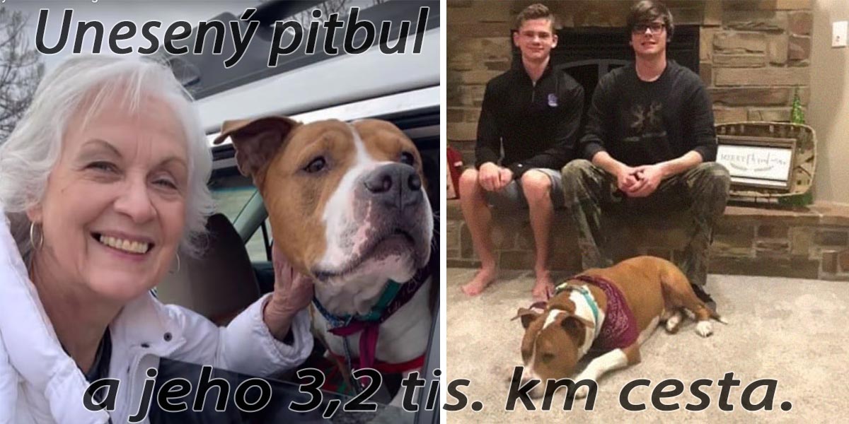 Ukradený pitbul se našel 3 000 km daleko, domů se vrátil na Vánoce
