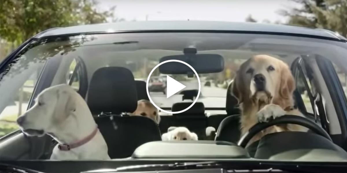 Psí budoucnost v autech, jak automobilky přemýšlejí o psech? (VIDEA)
