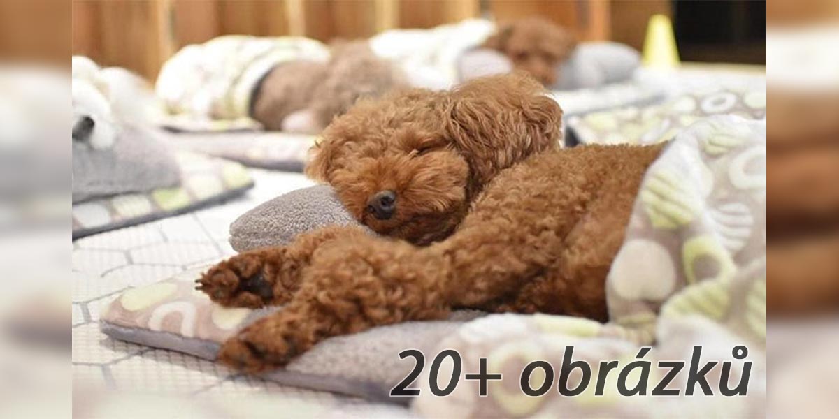 Fotky spících psů trhaly vánoční rekordy