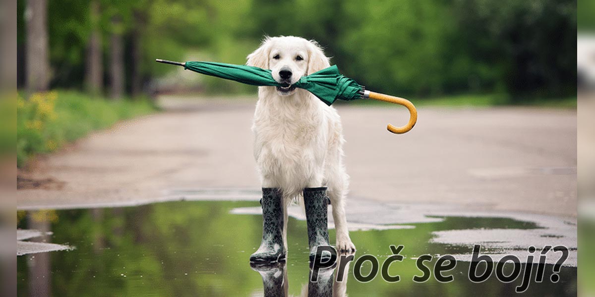 Proč se psi bojí ohňostrojů a bouřky? A jak psovi vysvětlit, že se nemusí ničeho bát?