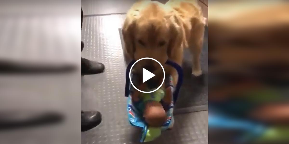 Zlatý retrívr na policejní stanici ukradl dítě, ale všechno bylo trochu jinak...