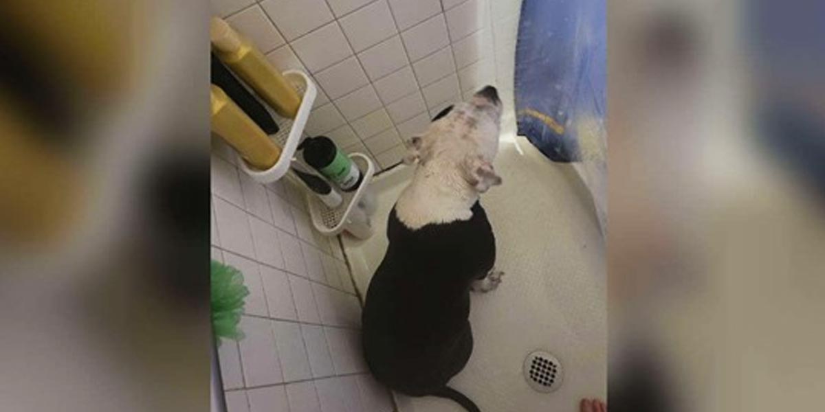 Jakmile otěhotněla, její pitbul ji všude hlídal, dokonce i ve sprše