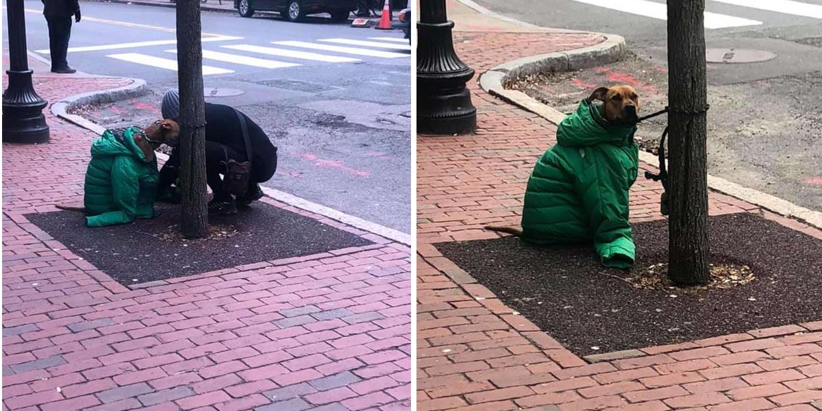 Žena uviděla u stromu třesoucího psa, darovala mu bundu, aby se zahřál...