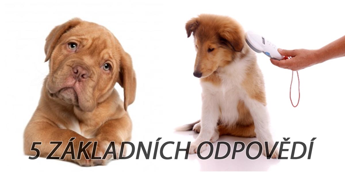 Čipování psů od r. 2020: Stručně a jasně
