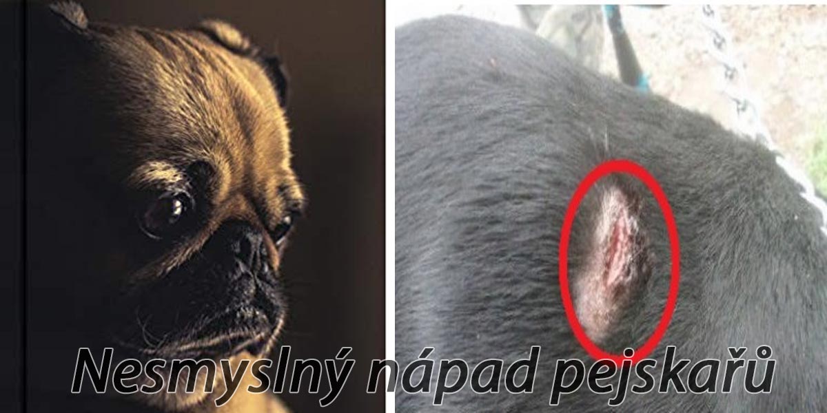 Na Facebooku lidé řeší, jak psovi vyříznout čip, pokuta se zvedá na 50 tis. Kč