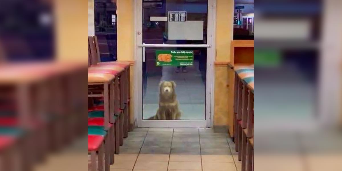Tahle opuštěná fenka přichází každý večer na jídlo, dostane speciální menu zdarma