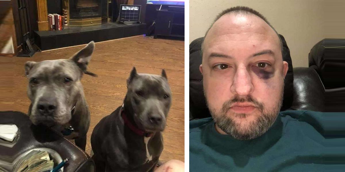 Dva adoptovaní pitbulové zachránili během loupeže jejich majiteli život