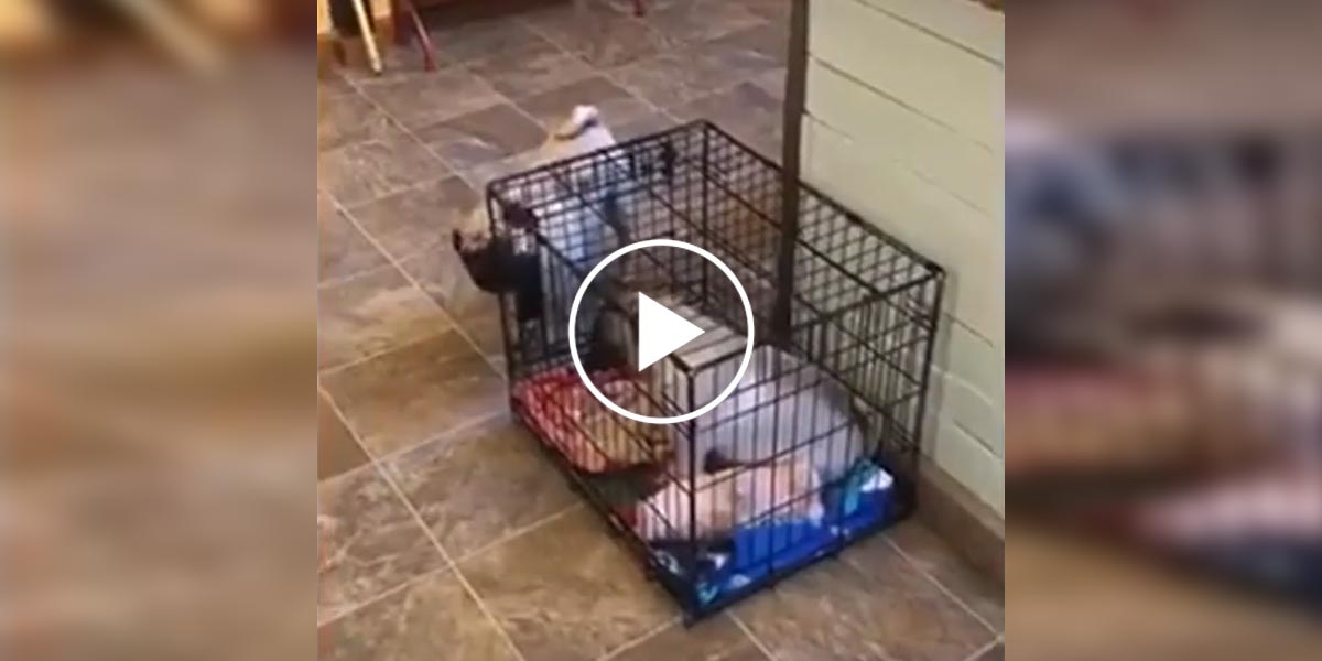 Chytrý mopslík přišel na to, jak zachránit svou sestru z klece