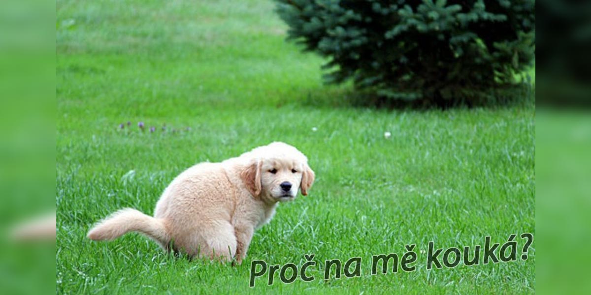 Proč na nás pes kouká, když „hází bobek?“