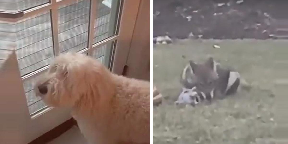 Smutný pes sledoval, jak si s jeho zapomenout hračkou na zahradě hraje divoký kojot