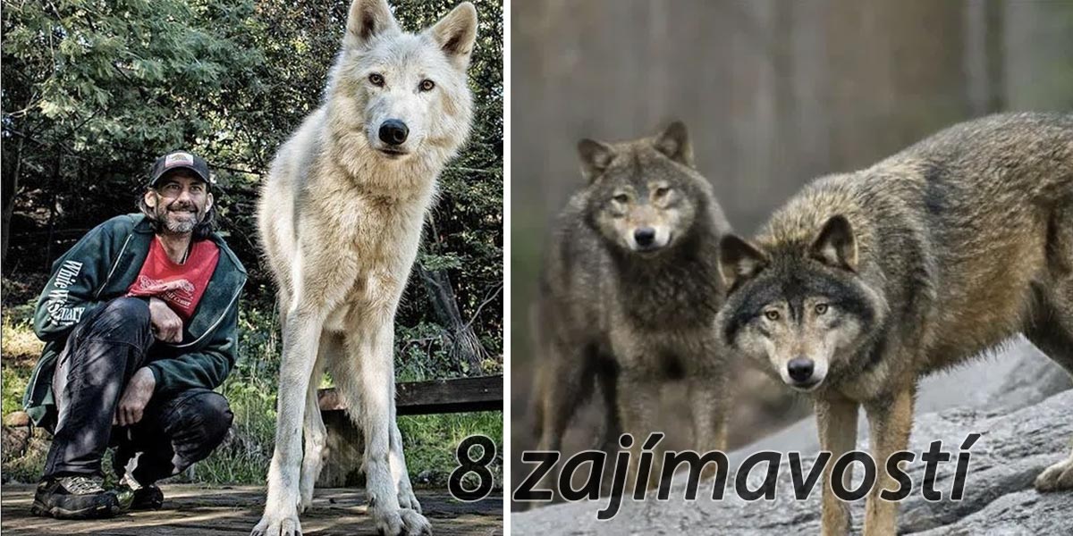 Chovatel vlků se podělil o seznam vlčího chování, které byste asi znát nechtěli