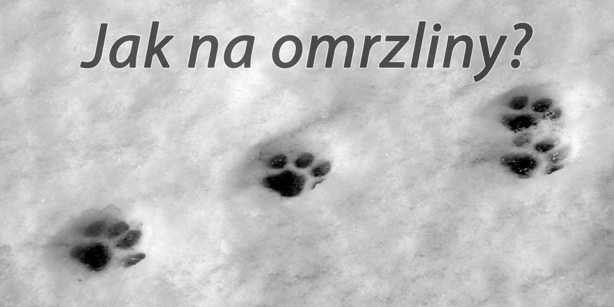 Jak na omrzliny u psa - První pomoc