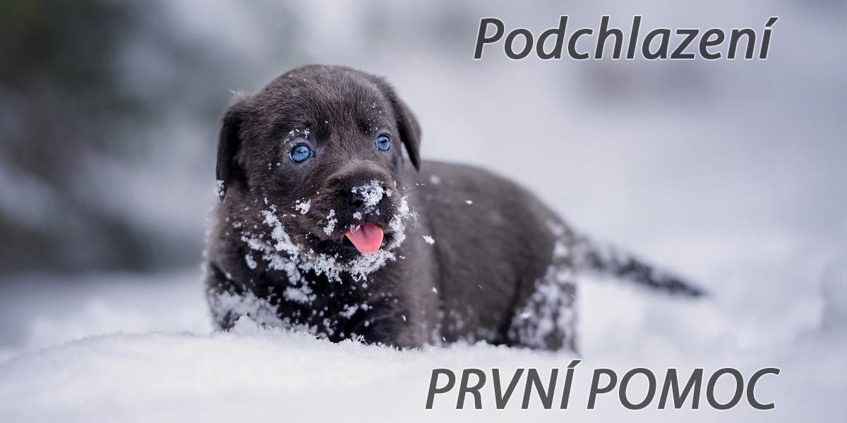 Podchlazení u psa: Příznaky, rizika a první pomoc