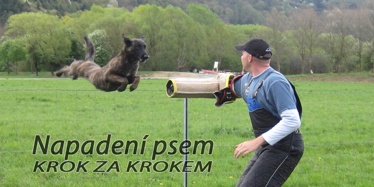 Co dělat, když mě pokouše pes?