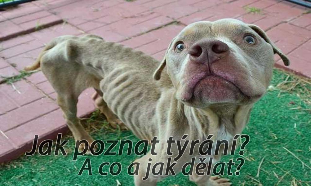 Jak, kdy a kam nahlásit týrání psa?