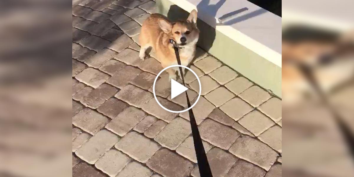 Tvrdohlavý corgi odmítá připustit, že psí park už je blízko... Co pomůže?