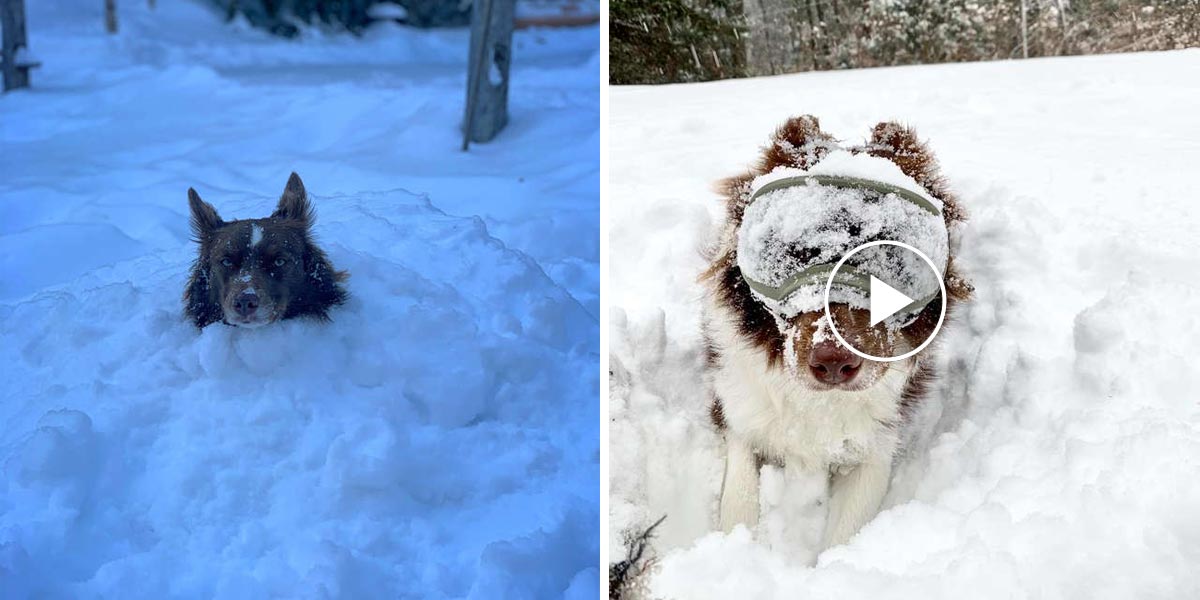 Tenhle pes je nadšený z jeho nových „sněžných brýlí“