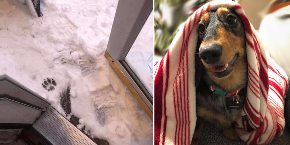 Tenhle pes odmítá dát více jak jednu tlapku ven na sníh. Poradili jsme, jak na to.
