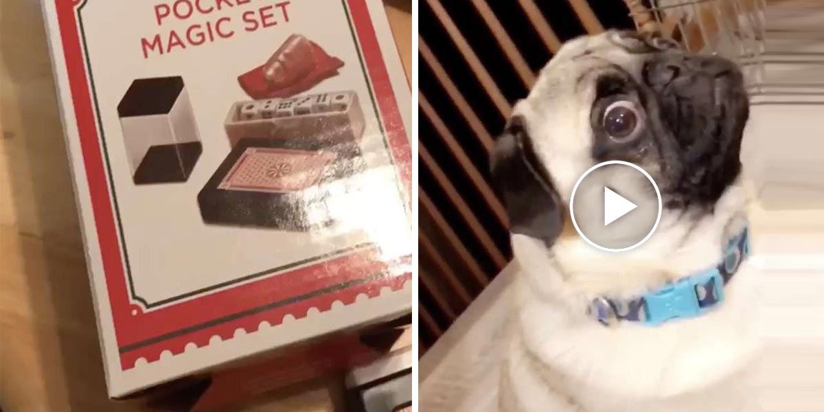 Mops jen nevěřícně hledí na kouzelnické triky svého páníčka (VIDEO)