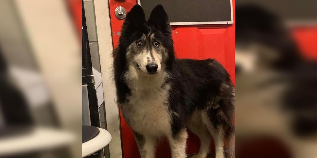 Husky, kterého chovatel vrátil kvůli jeho pohledu, se nyní stal internetovou hvězdou