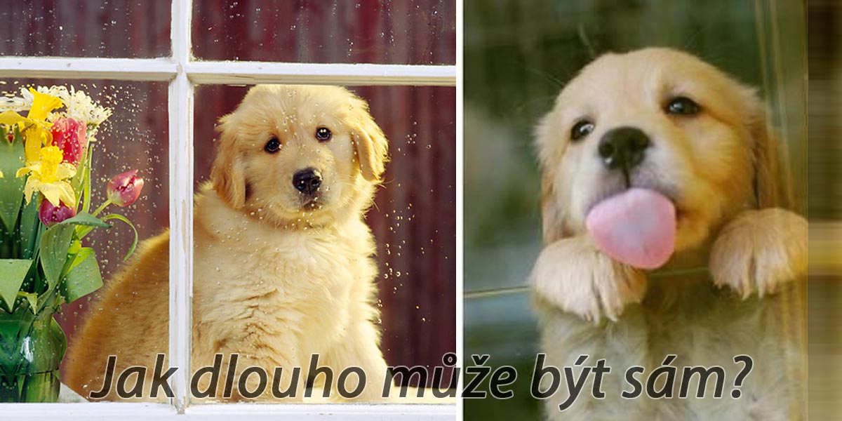 Jak dlouho může být pes sám doma?