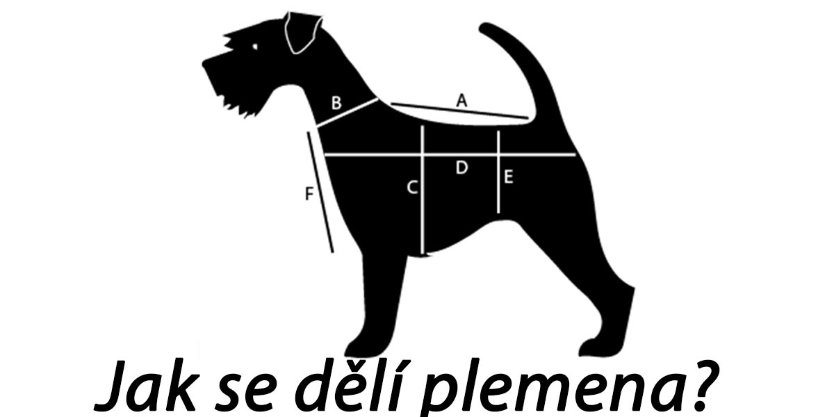 Jak se dělí psí plemena podle výšky v kohoutku?